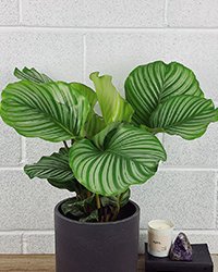 Calathea Orbifolia